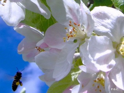 1-flores-e-a-abelha-tarefa-gigante