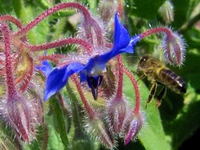 4-abelha-em-flor-de-borragem-artigo