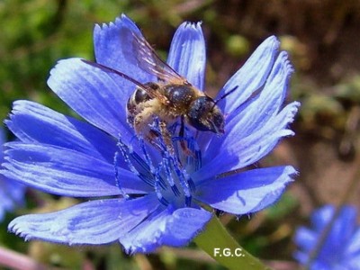 6-abelha-em-flor-de-chicoria-artigo