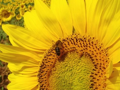 7-abelha-em-flor-de-girassol
