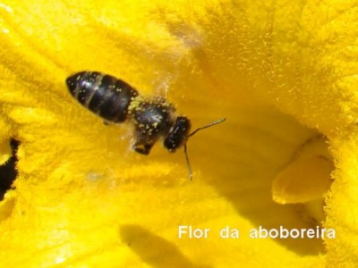 8-abelha-em-flor-da-aboboreira