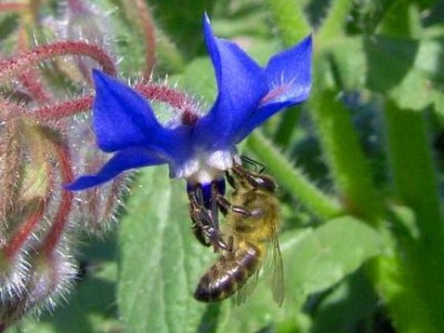 Voando com as abelhas