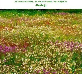 Plantas Silvestres de Filomena Galego